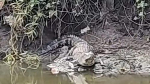 Buaya di Sungai Wonorejo Surabaya