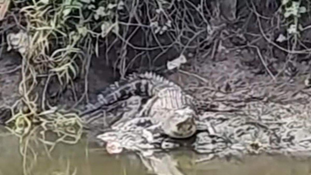 Buaya di Sungai Wonorejo Surabaya