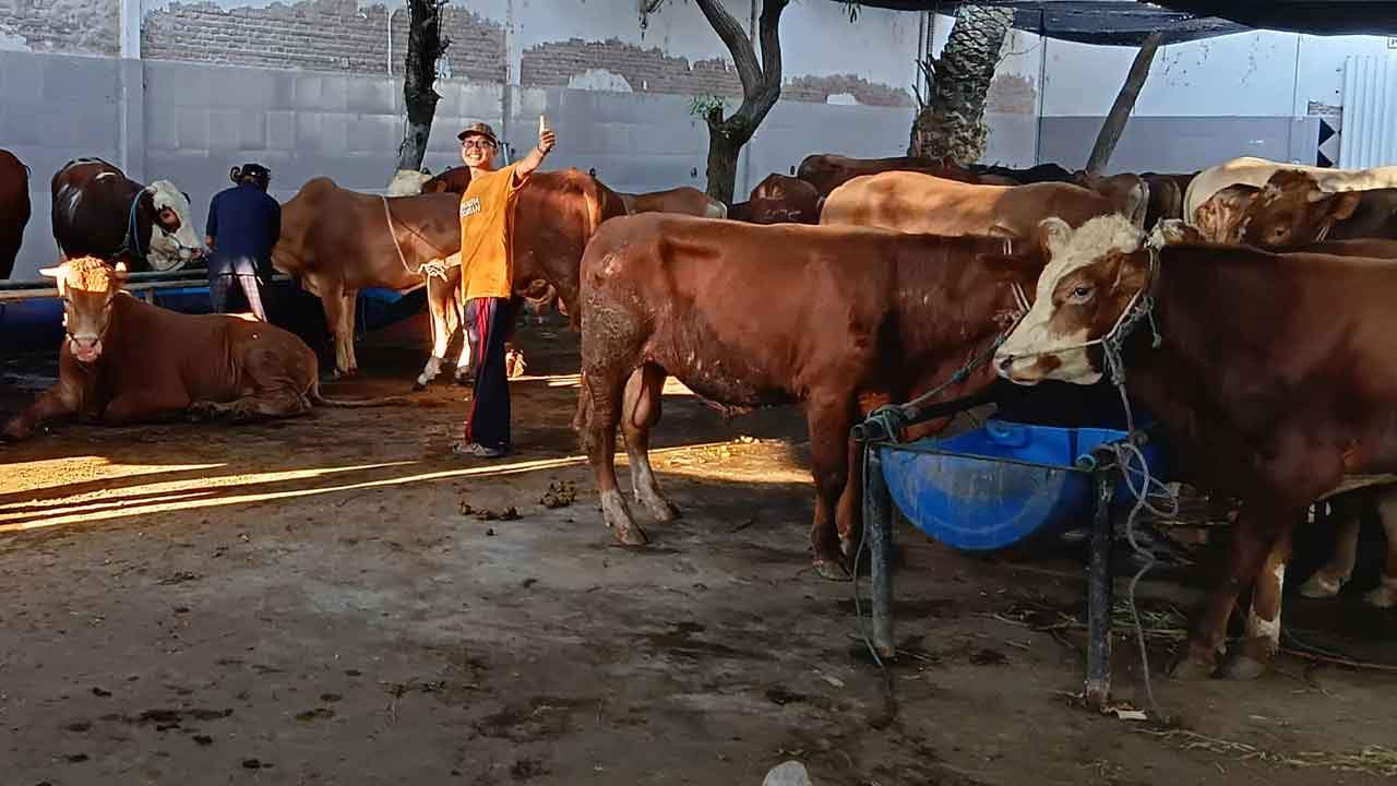 Distribusi 14 Sapi Kurban Perumda Surya Sembada