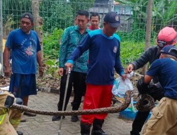 Petugas DPKP mengevakuasi keluarga piton di SMPN 60.