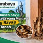 Ciri-Ciri Kusen Kayu di Surabaya yang Menjadi Sarang Rayap Bawah Tanah